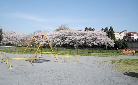 2012年も綺麗な桜をいろいろ撮影