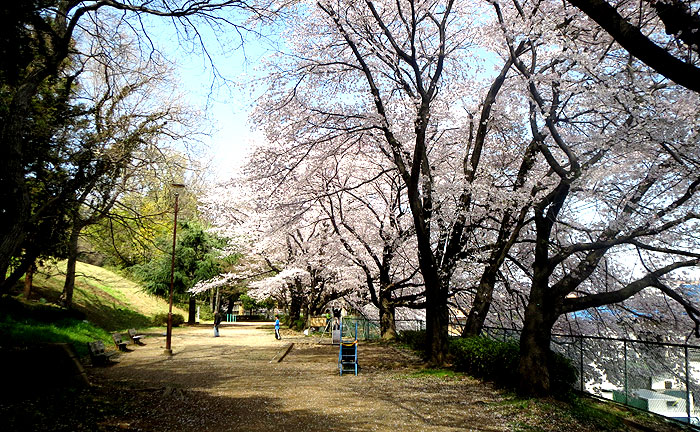 坂下公園の桜
