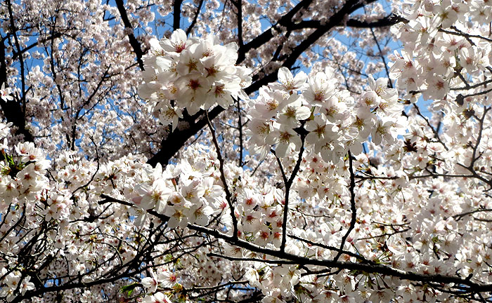 坂下公園の桜