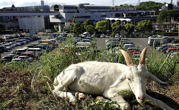 多摩センターでも雑草はヤギが食べてきれいにします