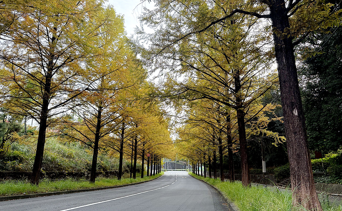 今日のメタセコイヤ通り