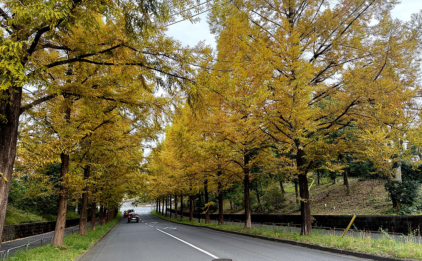 今日のメタセコイヤ通り