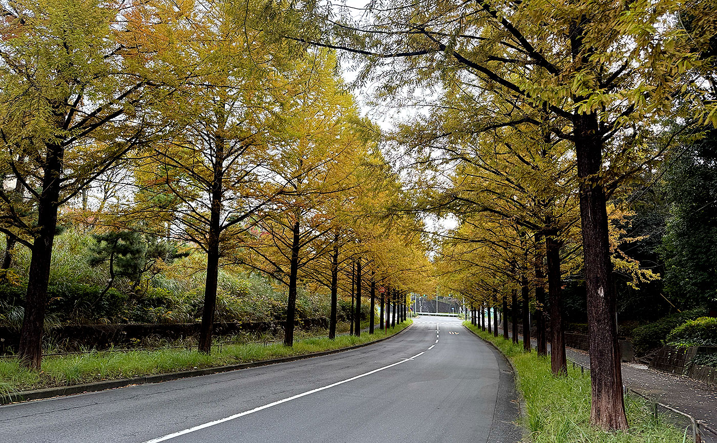 今日のメタセコイヤ通り