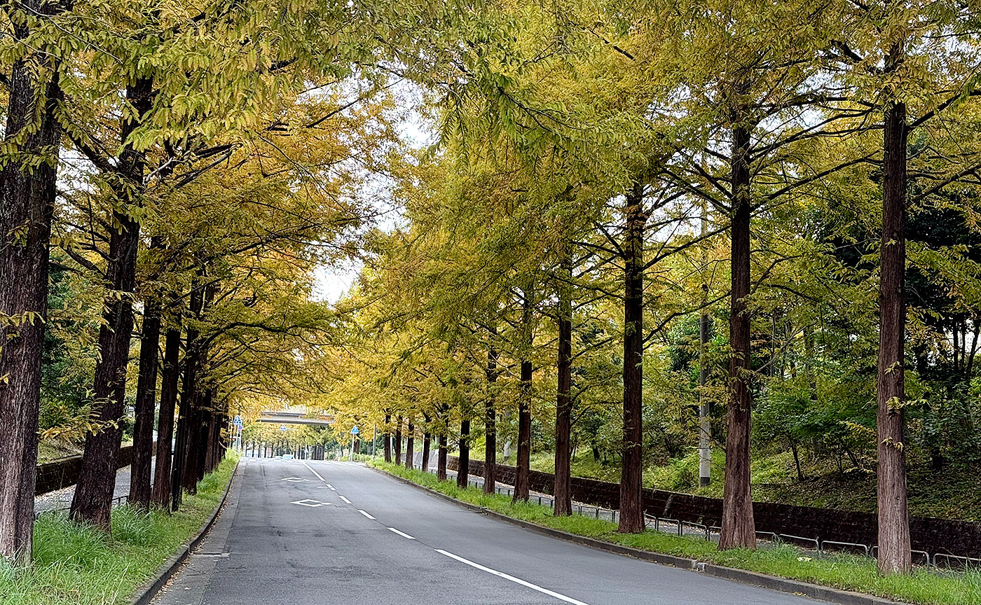 今日のメタセコイヤ通り