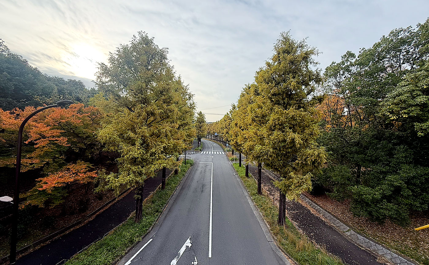 今日のメタセコイヤ通り