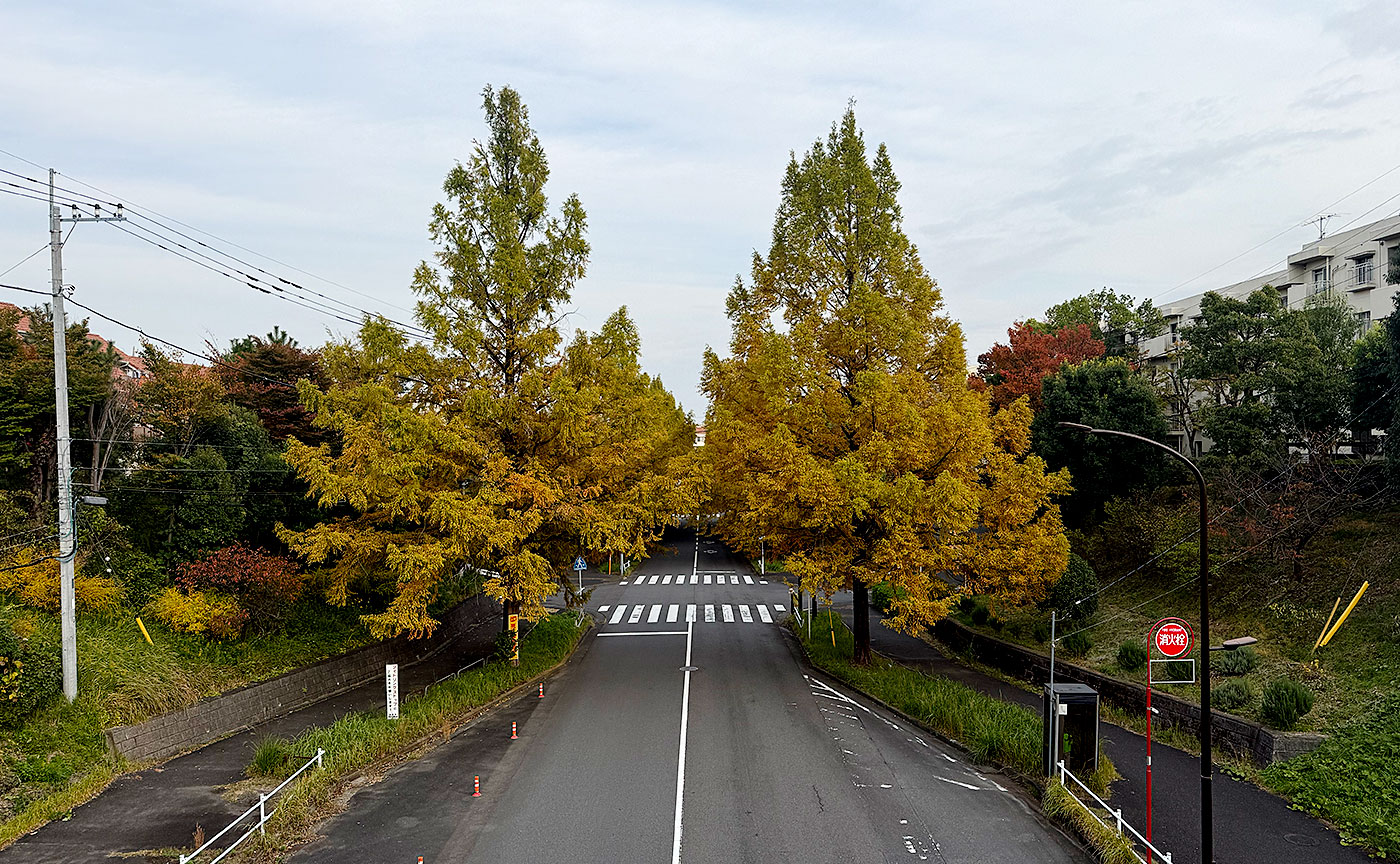 今日のメタセコイヤ通り