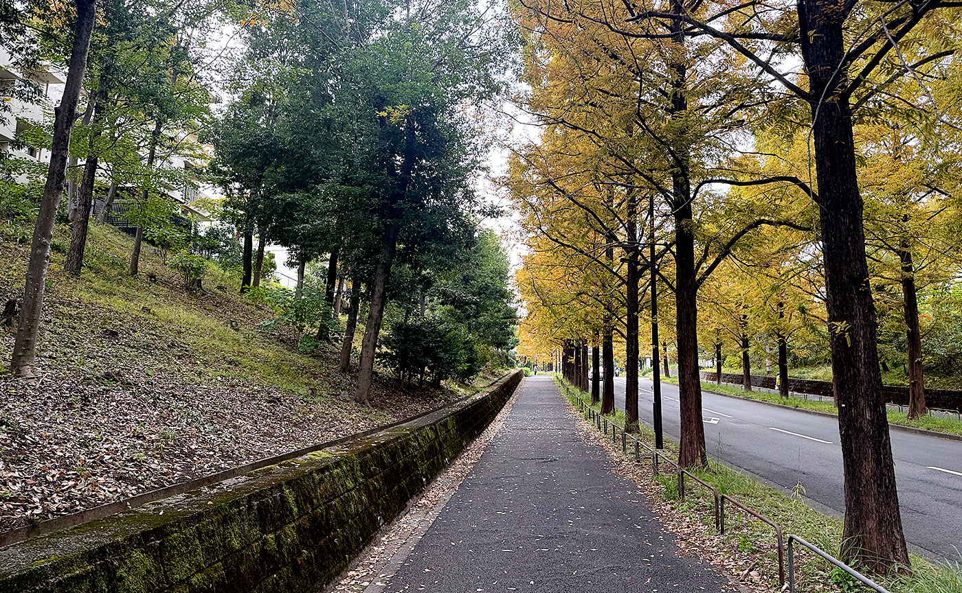 今日のメタセコイヤ通り